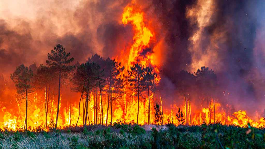 Europe Set for Record Forest Loss as Fires Rage