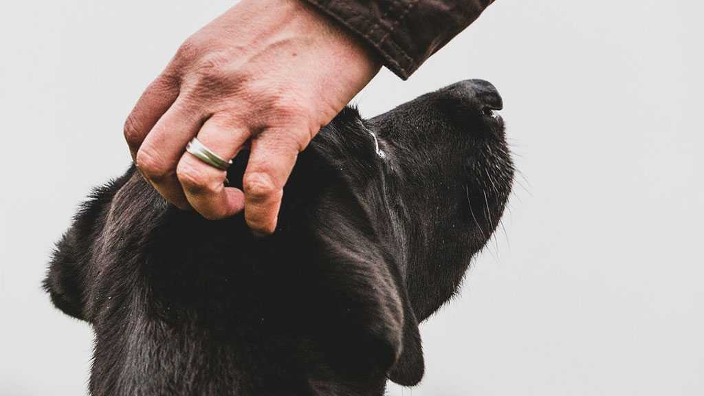 WHO Issues Monkeypox Warning to Pet Owners
