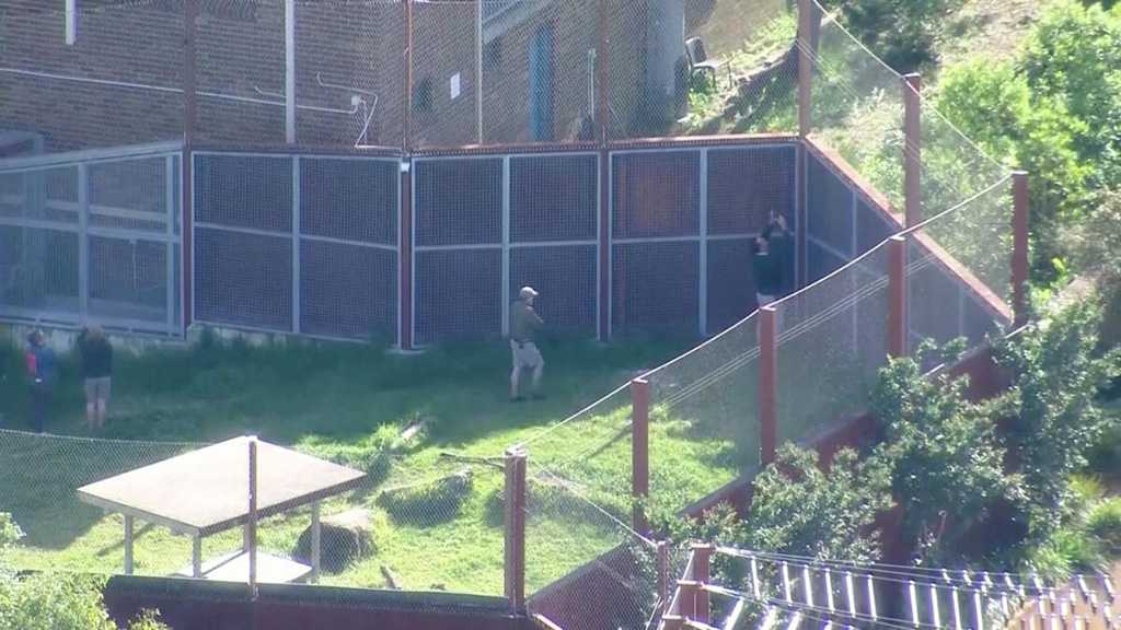 Five Lions Briefly Escape Zoo Enclosure in Sydney