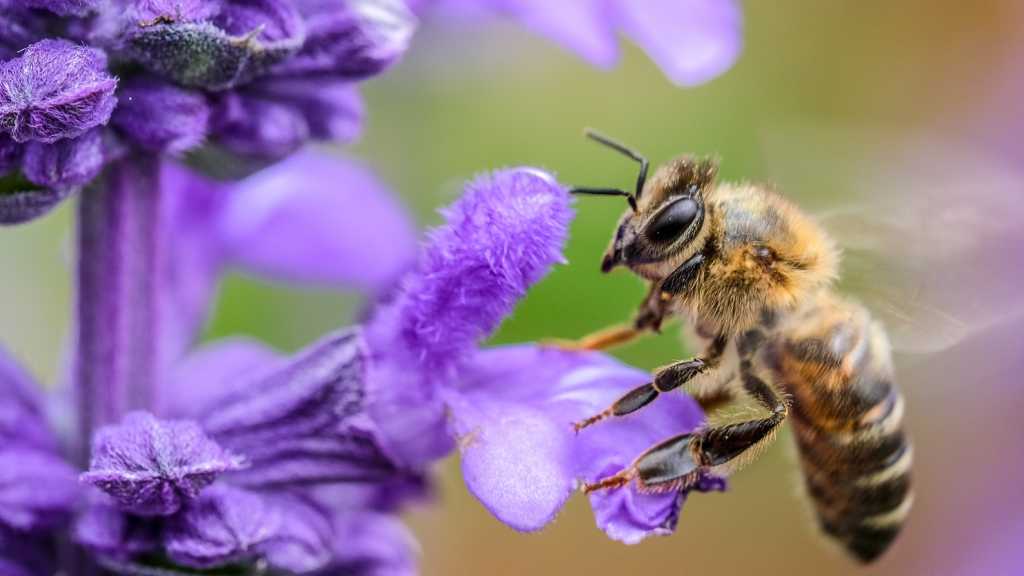 US Approves Use of World’s 1st Vaccine for Honeybees