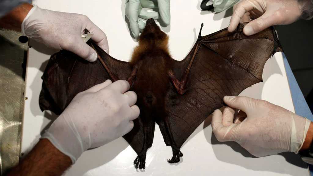 A Deadly New Bat-Borne Virus is Spreading Through Asia