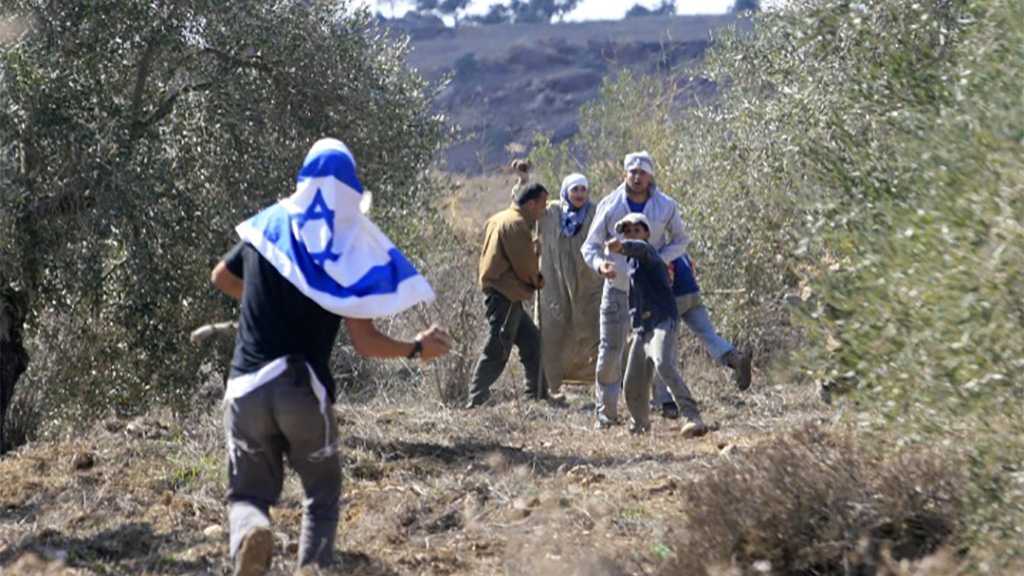 ‘Israeli’ Settlers Steal Palestinian Farmers’ Land in Occupied West Bank