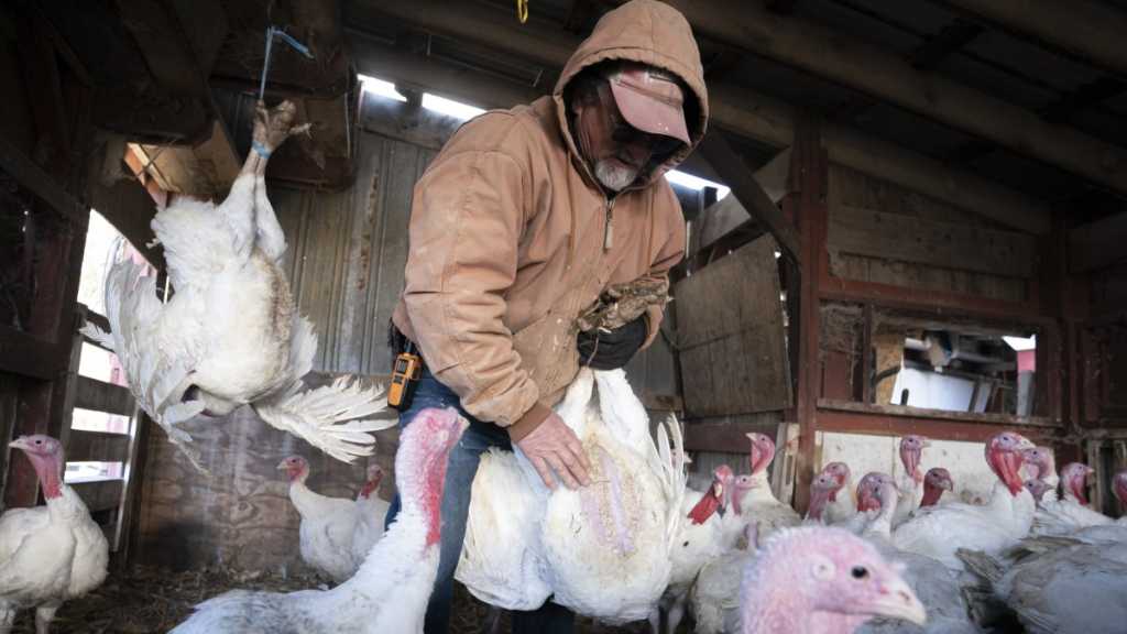 US: Bird Flu Virus Found in Retail Milk