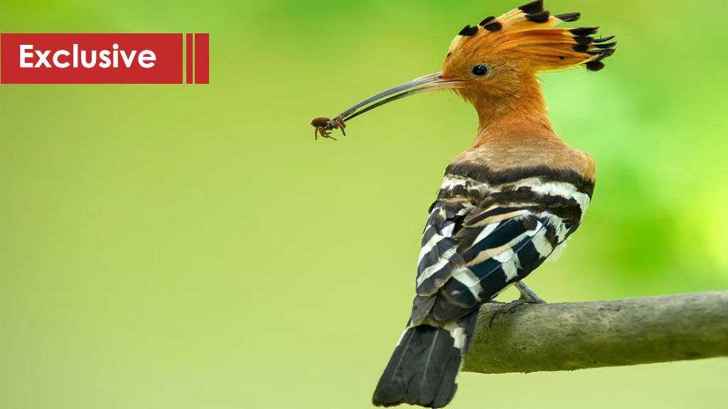 Hodhod Episode 3: Hezbollah’s Hoopoe Swallows the ‘Israeli’ Spider!