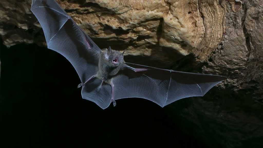 New Bat Coronavirus Discovered, But Experts Say It’s Not a Public Health Threat