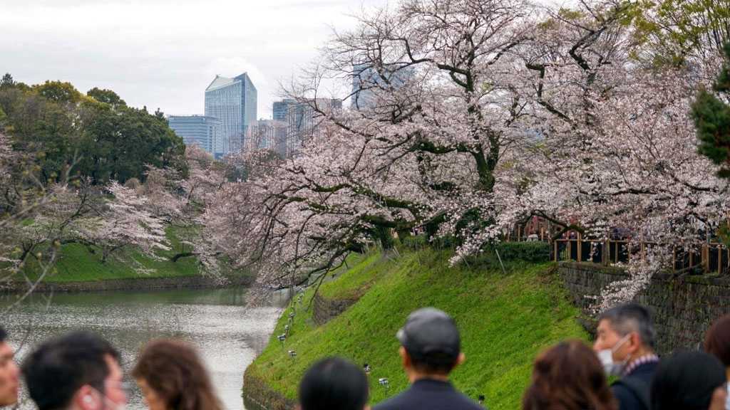 Tokyo’s Cherry Blossoms Begin to Bloom, Marking the Start of Sakura Season