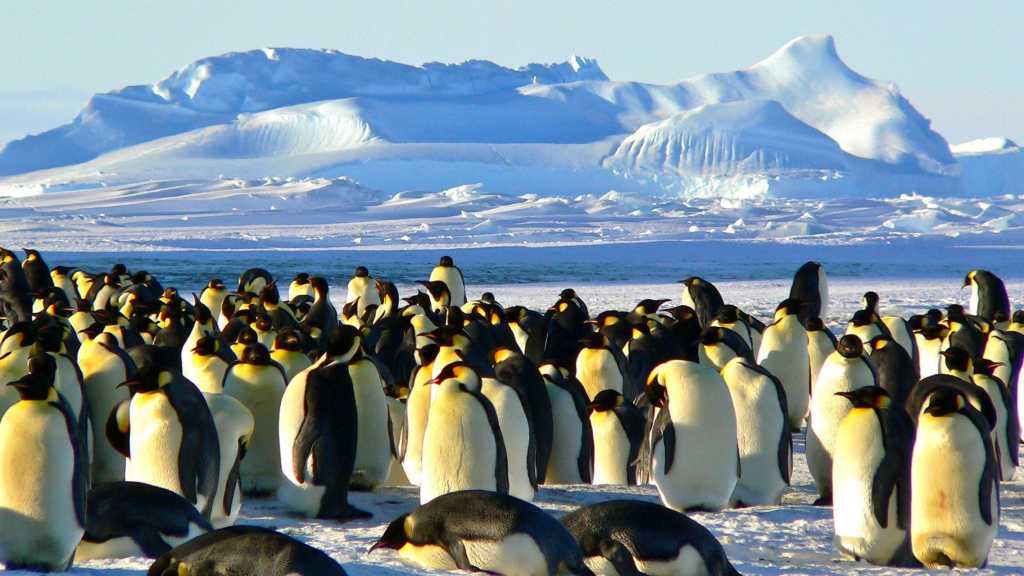 Even Penguins Aren’t Safe: Trump Slaps Tariffs on Uninhabited Islands!