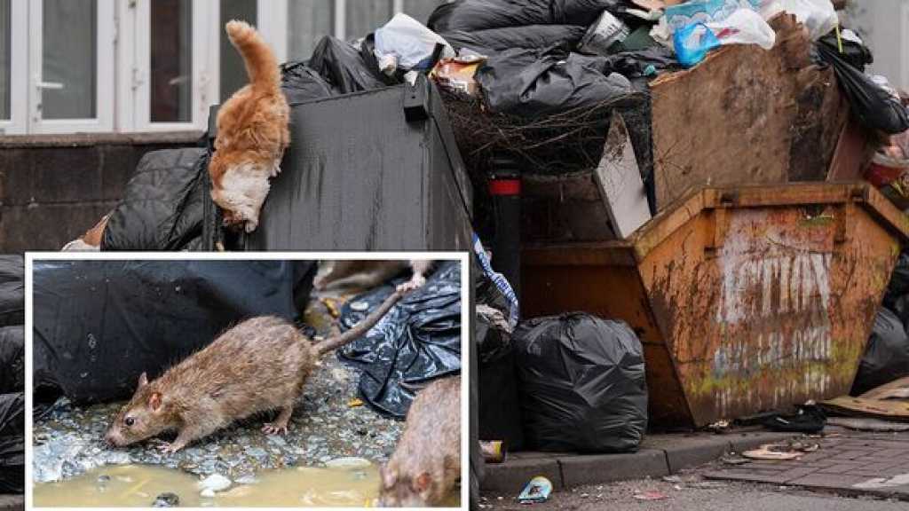 Rats Bigger Than Cats Roaming Britain’s 2nd-Biggest City
