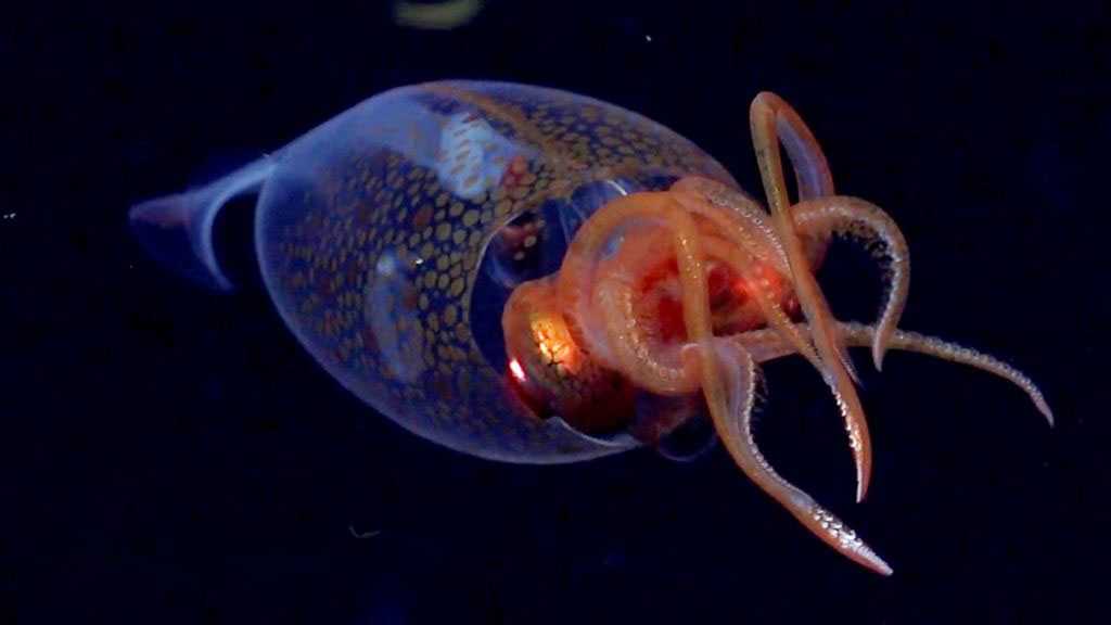 First-Ever Footage Captures Rare Juvenile Colossal Squid in Deep Ocean