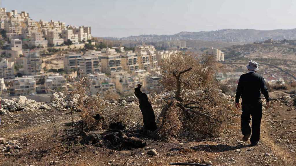 Gaza’s Olive Groves Face Massive Losses During Ongoing War