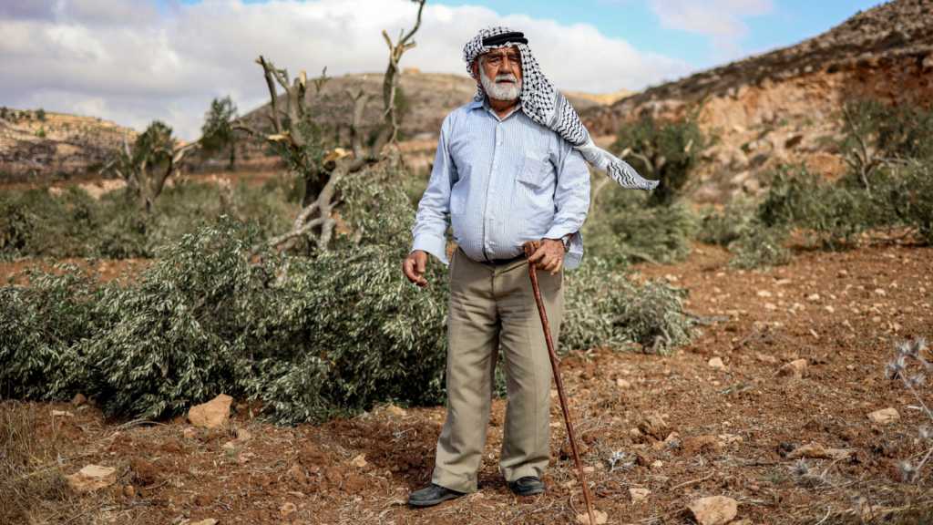 Palestinian Olive Harvest Marred by ’Israeli’ Violence
