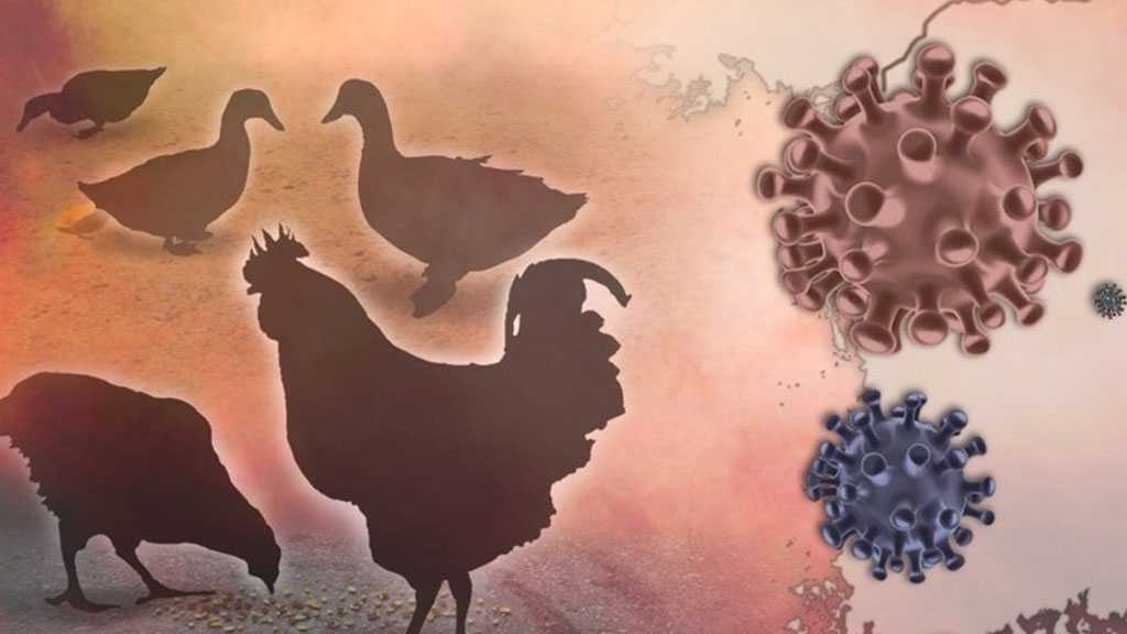 New Research Shows Bird Flu Can Withstand Fever — Raising Fears of Human Threat