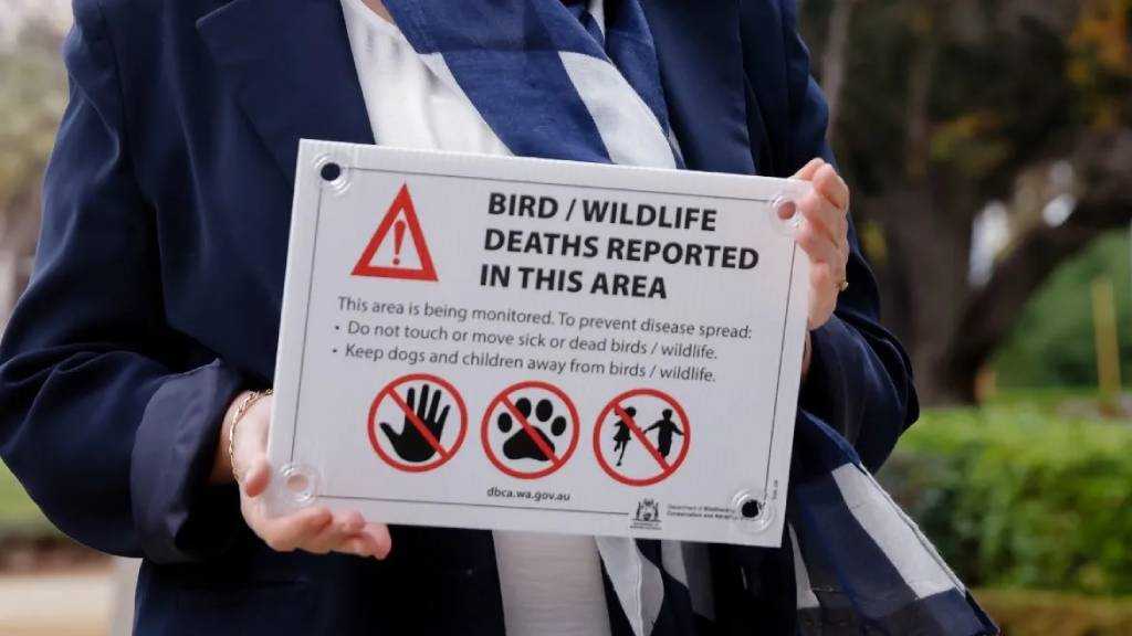 New Zealand Confirms First Bird Flu Case