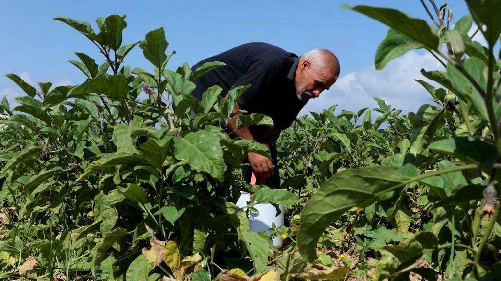 UN Warns: Gaza Farmers Rebuild Amid ’Israeli’ Aggression