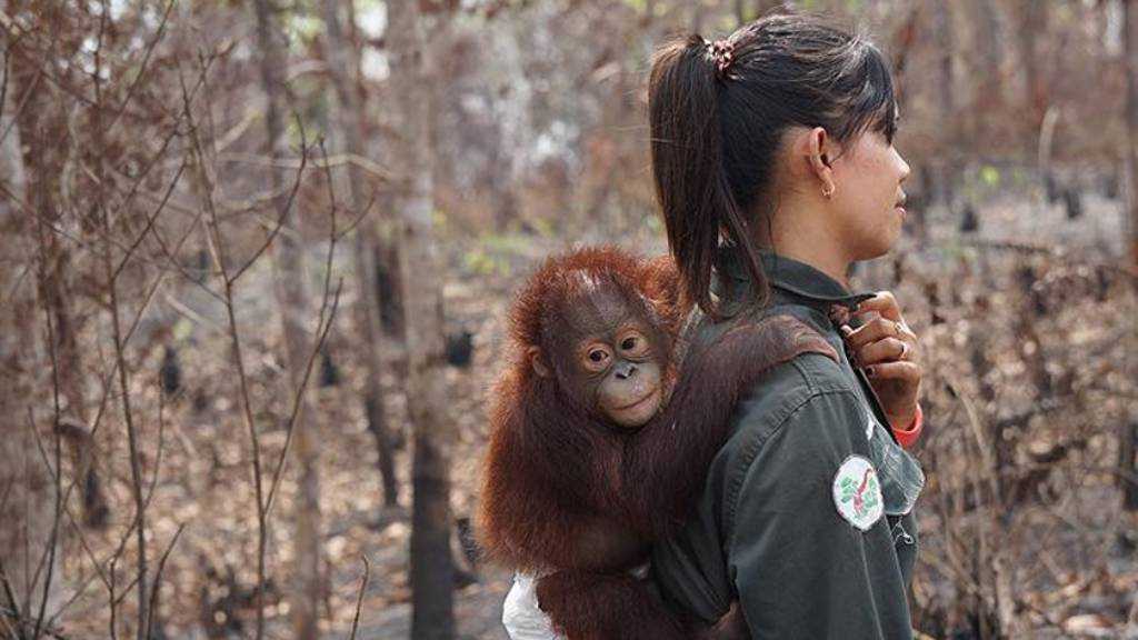 Indonesia Wildfires Threaten Rescued Orangutans in West Kalimantan