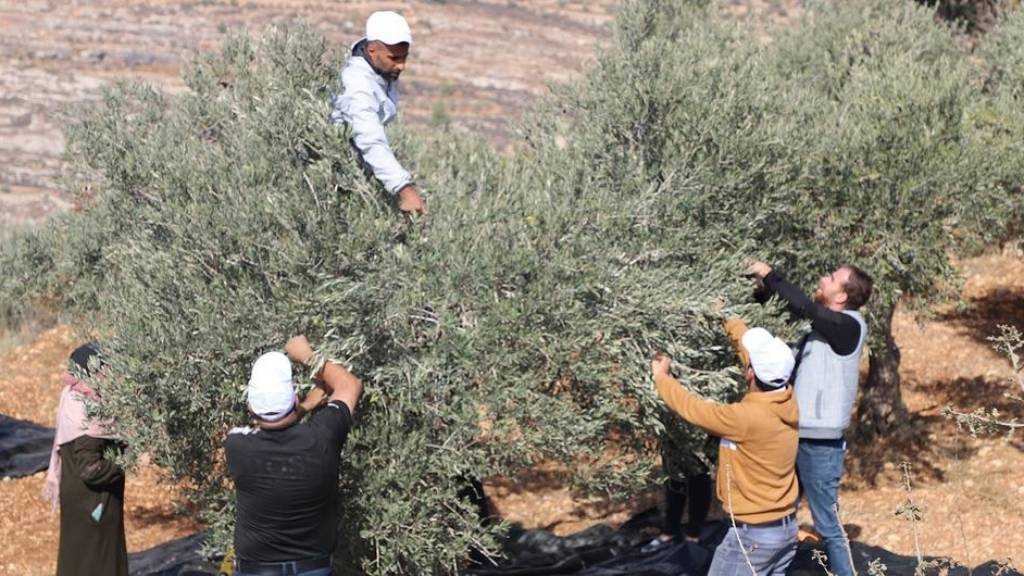  IOF, Settlers Target Palestinian Olive Harvesters Across West Bank