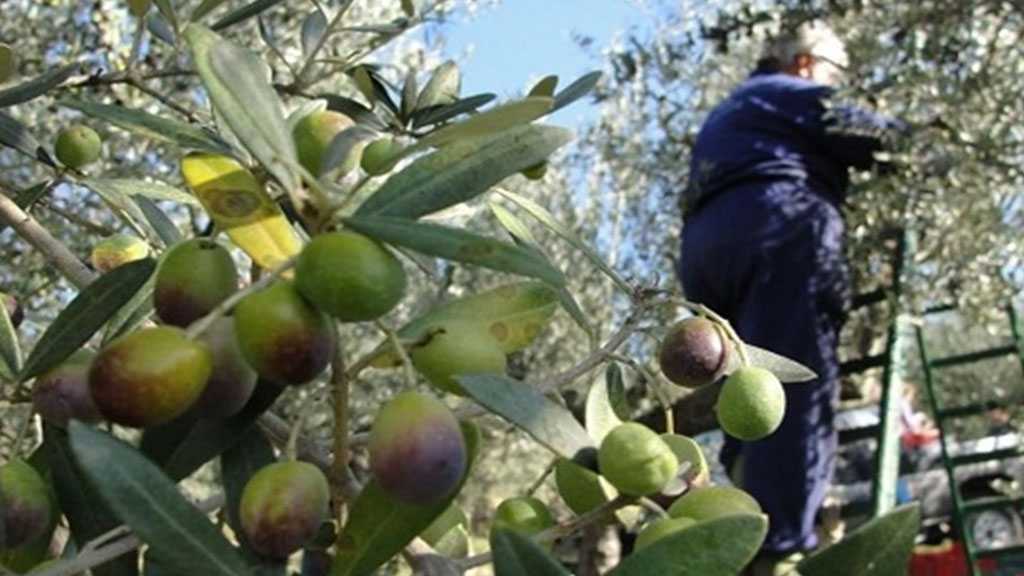 Mine Blast Martyrs Orchard Owner as “Israeli” Attacks on South Lebanon Continues