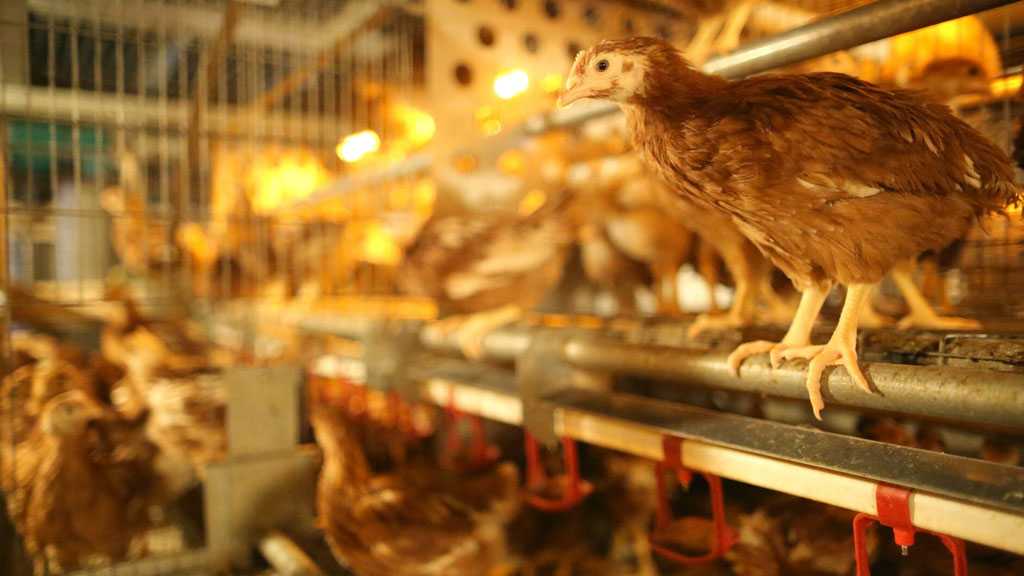 Hong Kong Halts Poultry Imports from Parts of Denmark, US Over Bird Flu Outbreaks
